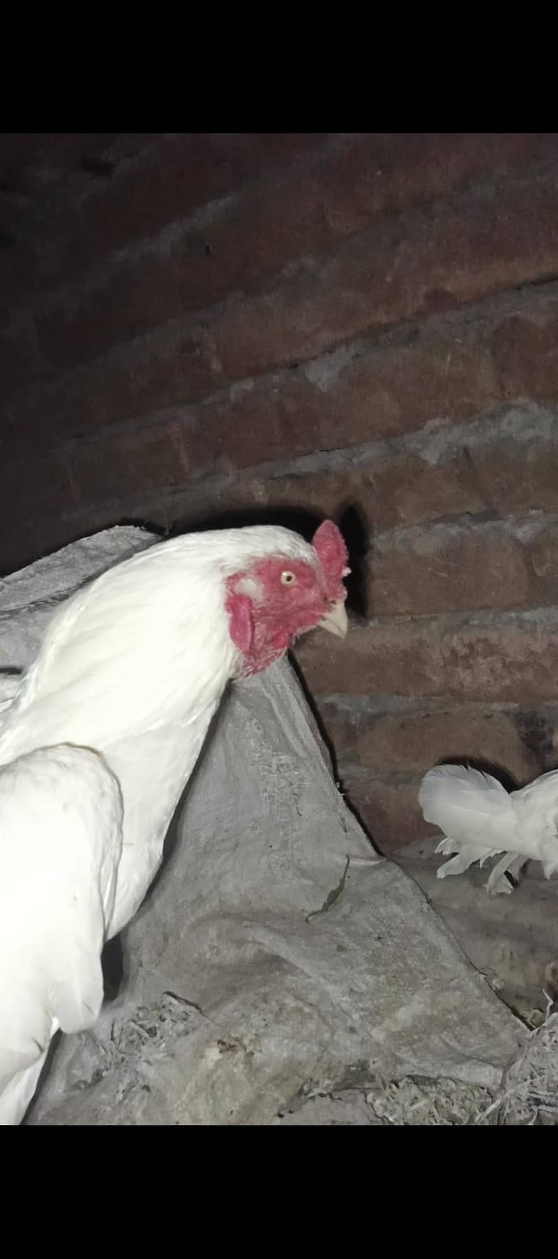 paper withe aseel murga 1