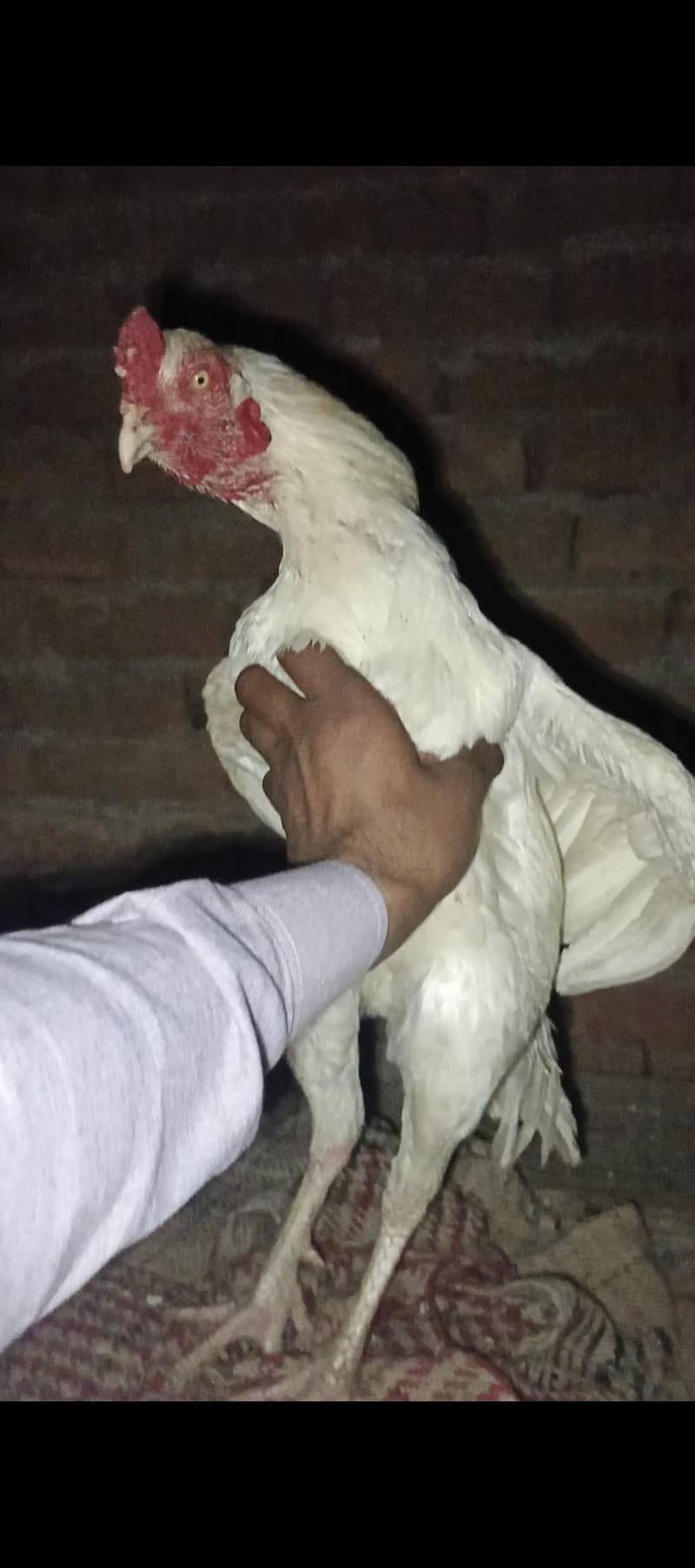 paper withe aseel murga 2