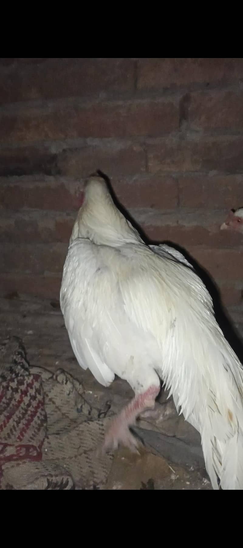 paper withe aseel murga 3