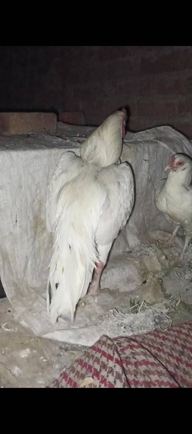 paper withe aseel murga 4