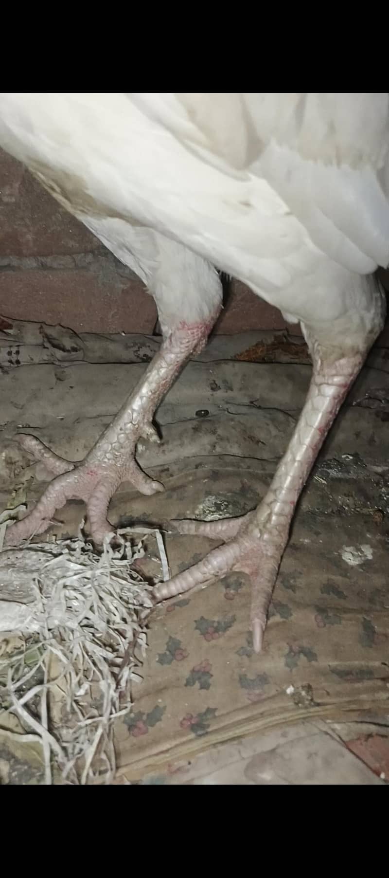 paper withe aseel murga 5