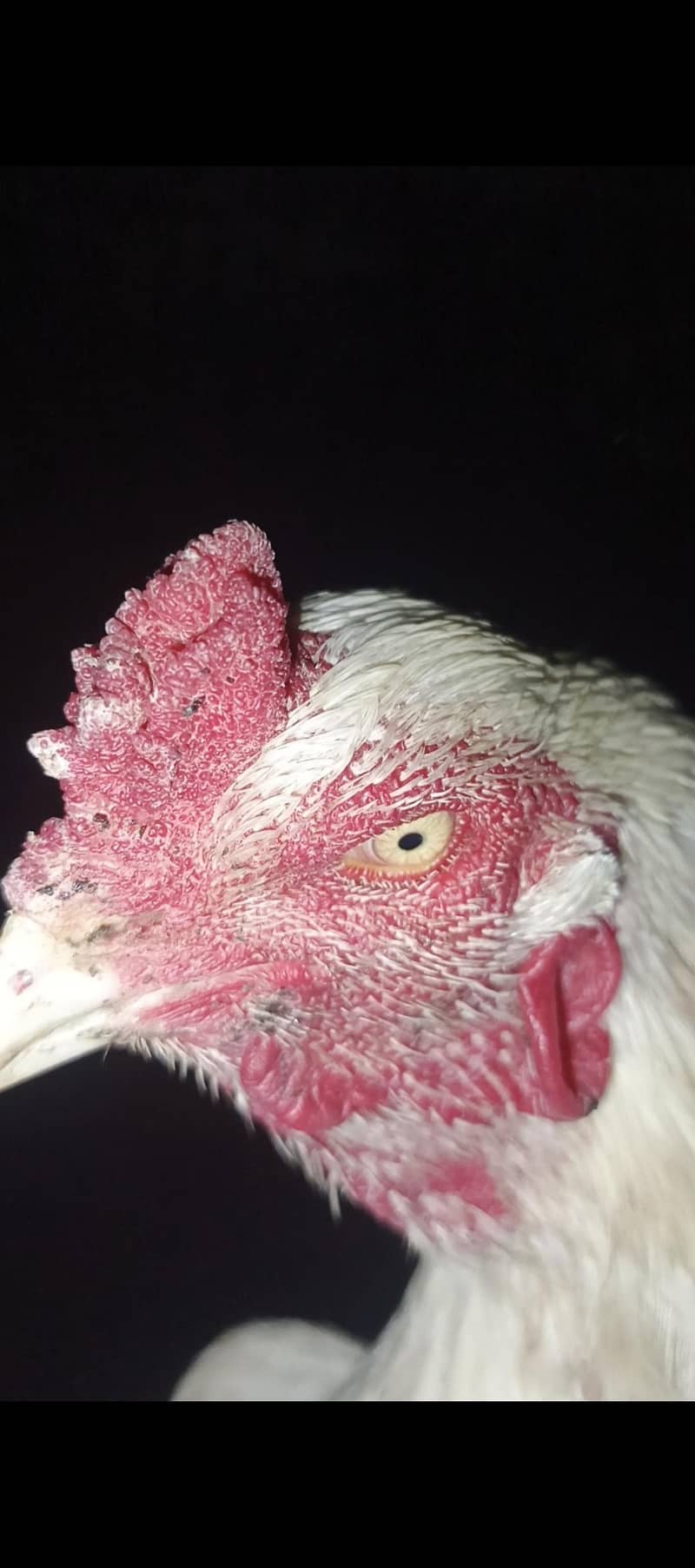 paper withe aseel murga 6