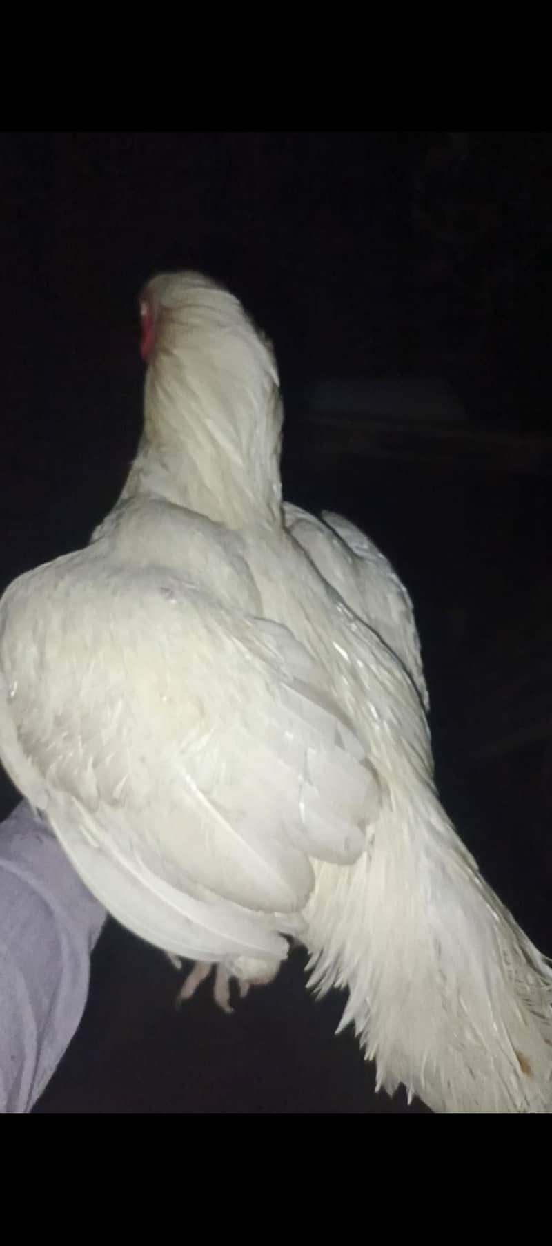 paper withe aseel murga 7