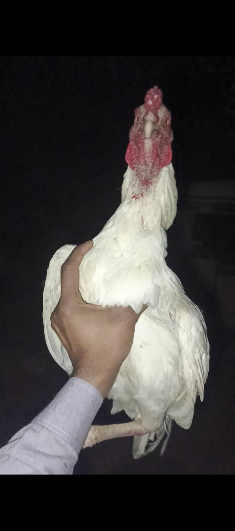 paper withe aseel murga 8