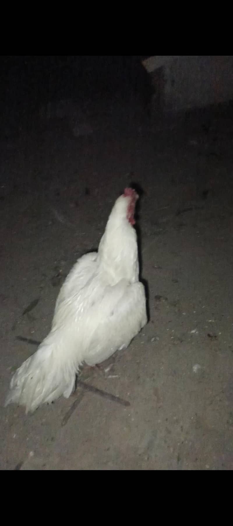 paper withe aseel murga 9