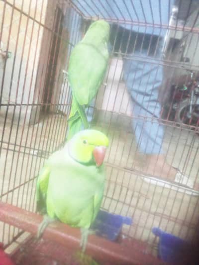 Good health and active