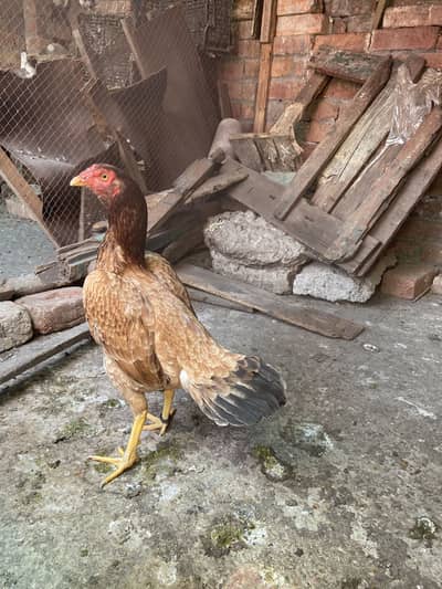 Aseel Breeder female