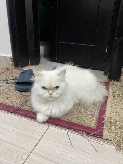 White Persian Triple Coat