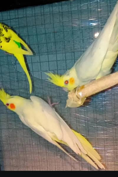 Cocktail pathay ka piar