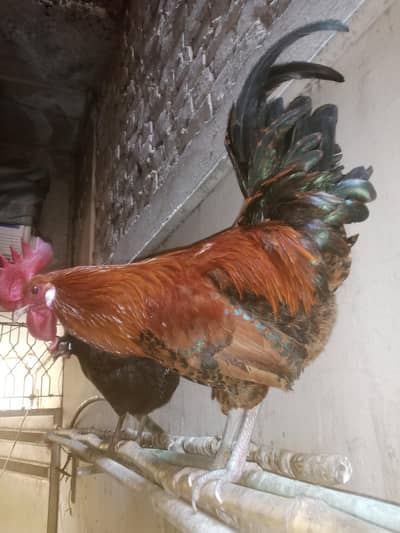 black hen, and Golden murgha