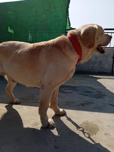 Labrador retriever available for sale