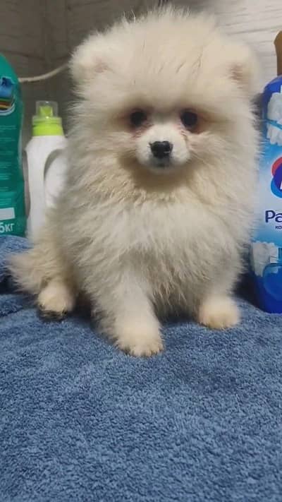 helthy and active pomeranian puppies dog for sale