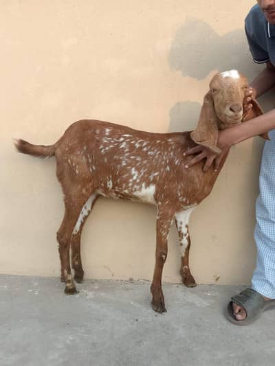 Gabban bakri for sale pure making chini