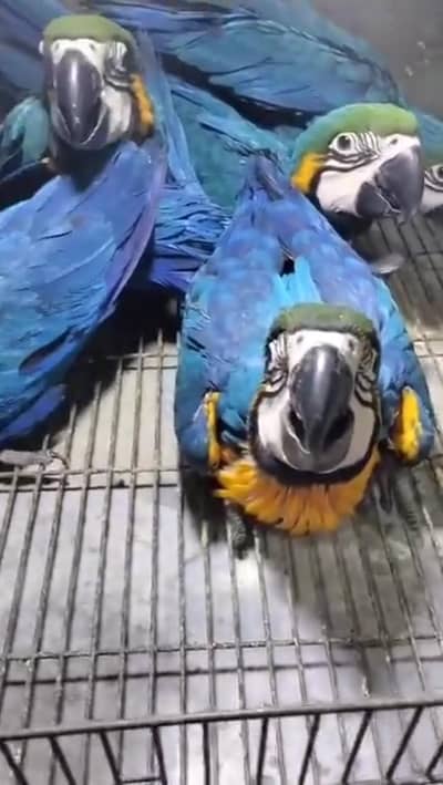 blue macaw parrot for sale contact me what's up number 03292338351