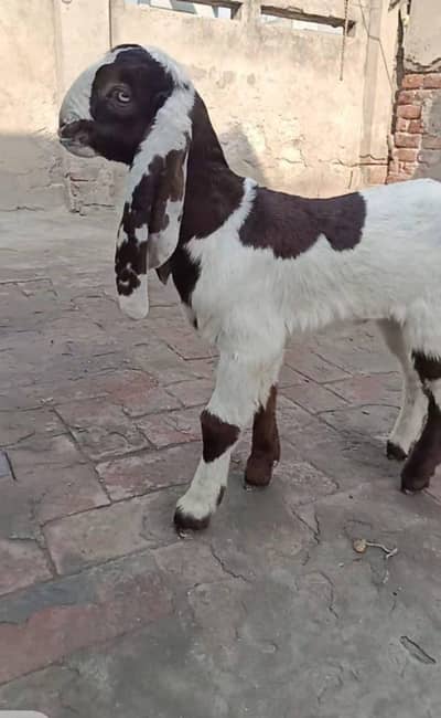 Mashallah Top quality Female pure beetel breed