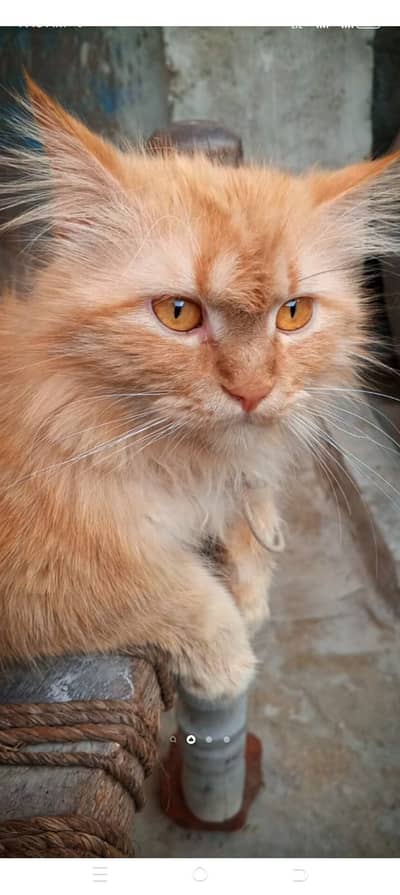 Beautiful male cat beautiful eye's