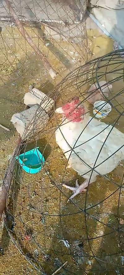 mery pass white boxsa Maadi para murga hai full white noke Kali