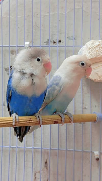 Lovebirds pair