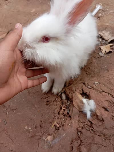 Cute & Cuddly, Red eyed English Angora Pair
