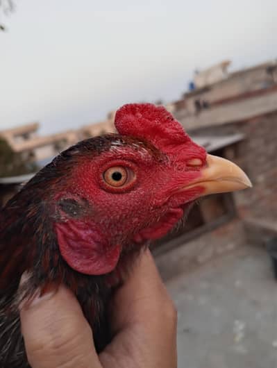 Aseel Thai Bloodlines