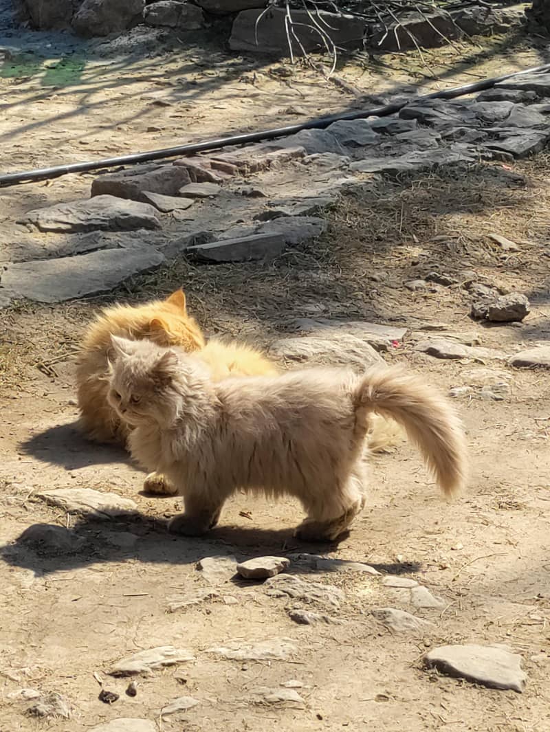 Persian cat 3