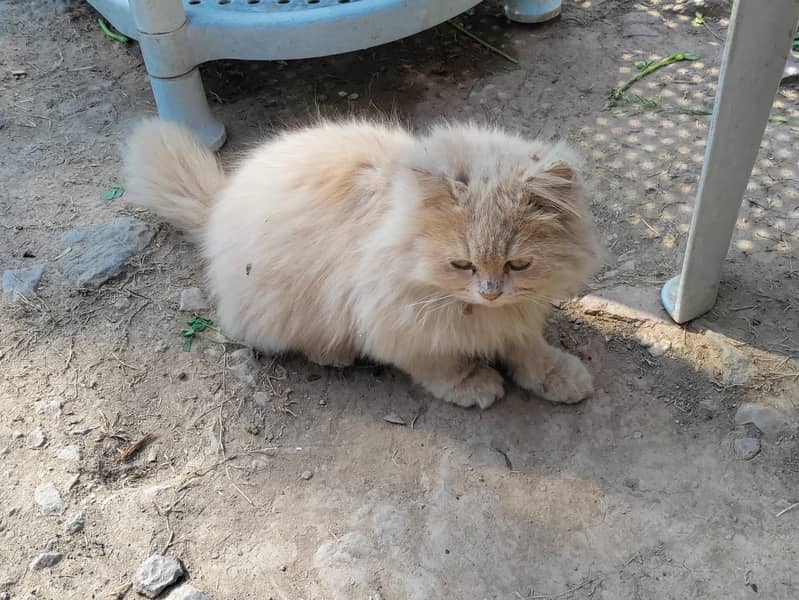 Persian cat 4
