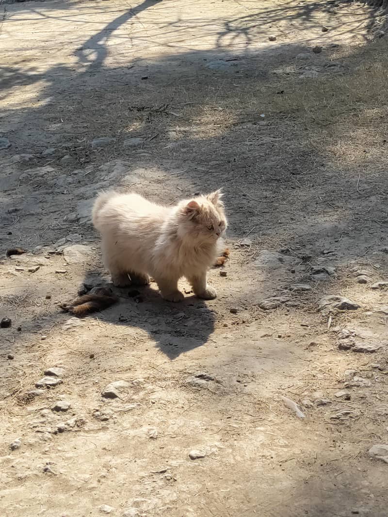 Persian cat 5