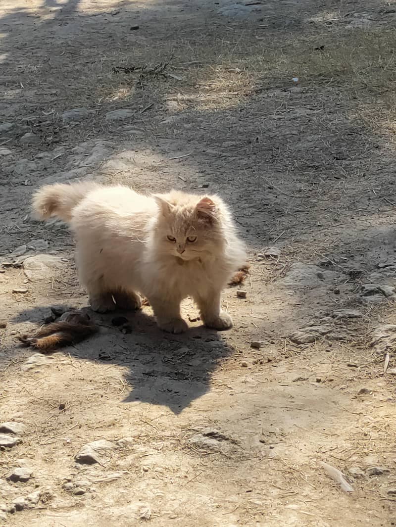Persian cat 6