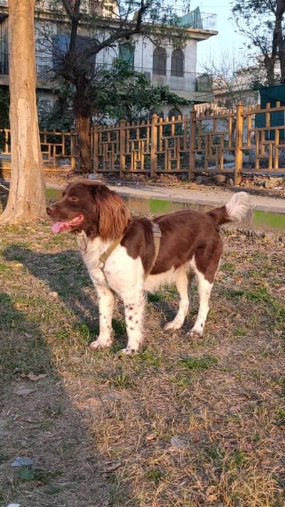 English springer  Male