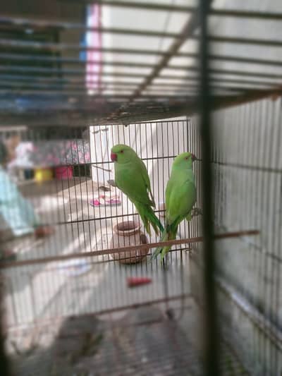 male female conform ha