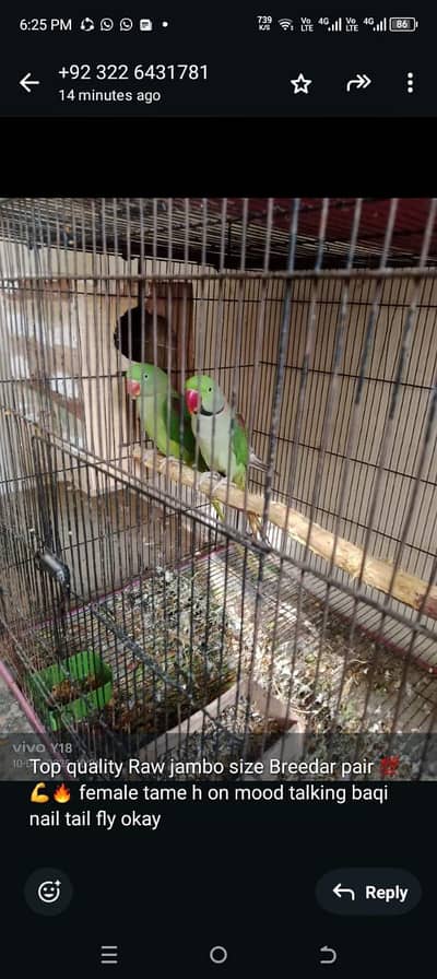 RAW redy to First breed pair neat and clean pair 03226431781. whatsapp1