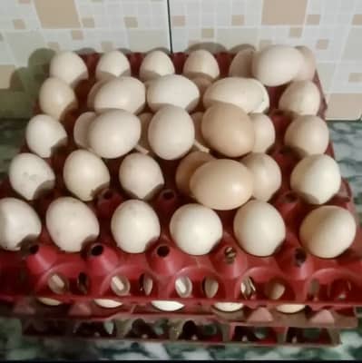 03152326915 WhatsApp Aseel eggs 100% fertile also sale fancy  pair