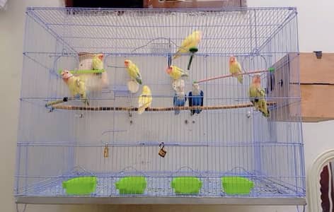Lovebirds 5  pairs
