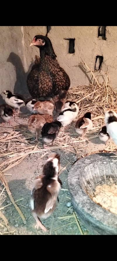 Lasani+mianwali high quality breed