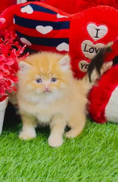 Lovely Kittens Looking for Home With Different Prices