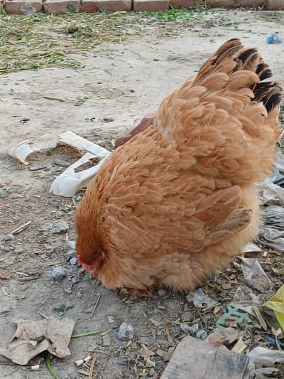 barama turkish eggs laying fancy