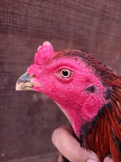 Thai neck locker Aseel Patha Vvip quality