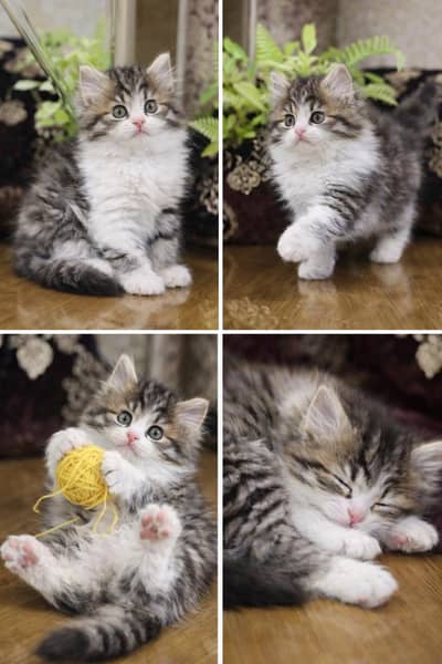 Lovely Kittens Looking for Home With Different Prices