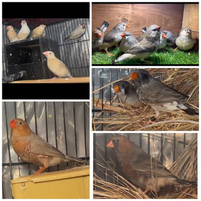 Zebra finches mutation and fawn split pastel