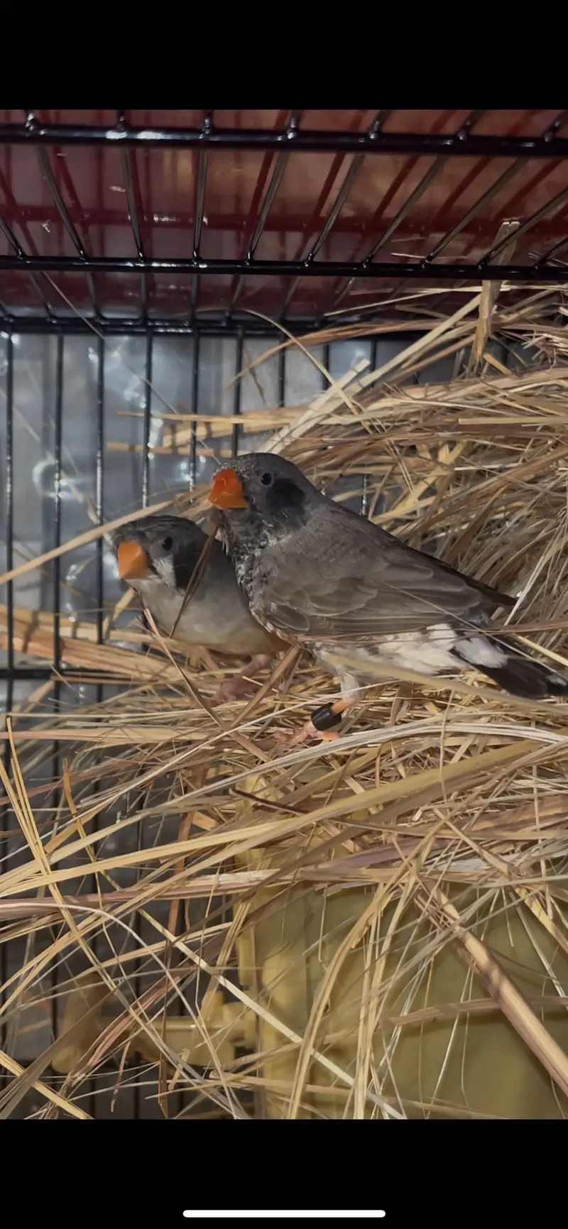 Zebra finches mutation and fawn split pastel — photo 4