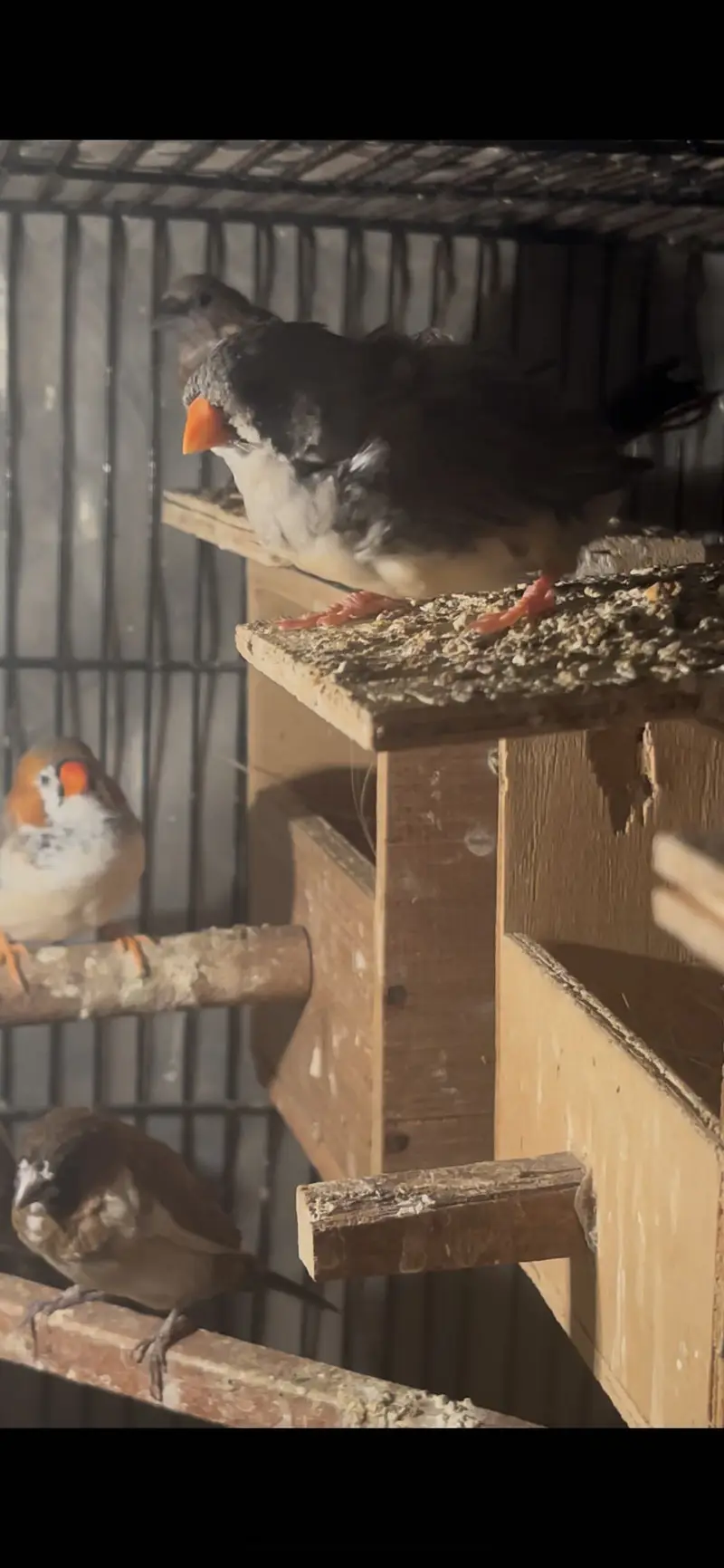 Zebra finches mutation and fawn split pastel — photo 9