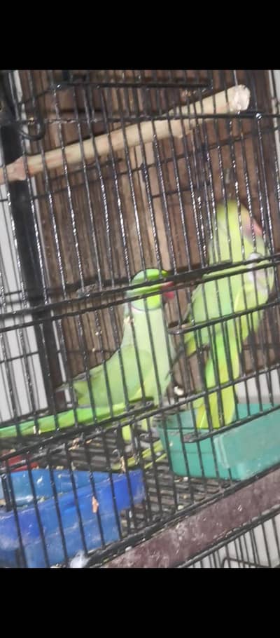 گھر کا پلا ہوا خوبصورت جوڑا