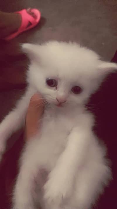 Kitten Persian