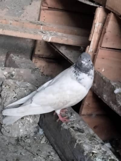 rampuri  purani hawa ma ha