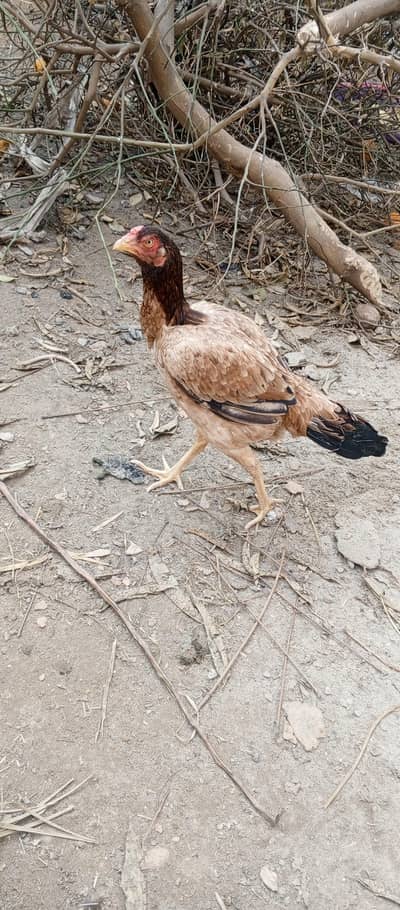 Aseel Murga Shamu nasl Java nasl Aseel murgii white pair