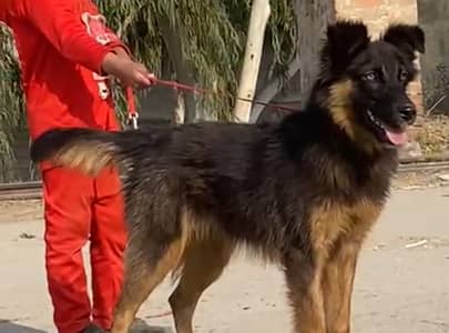 German female available for sale