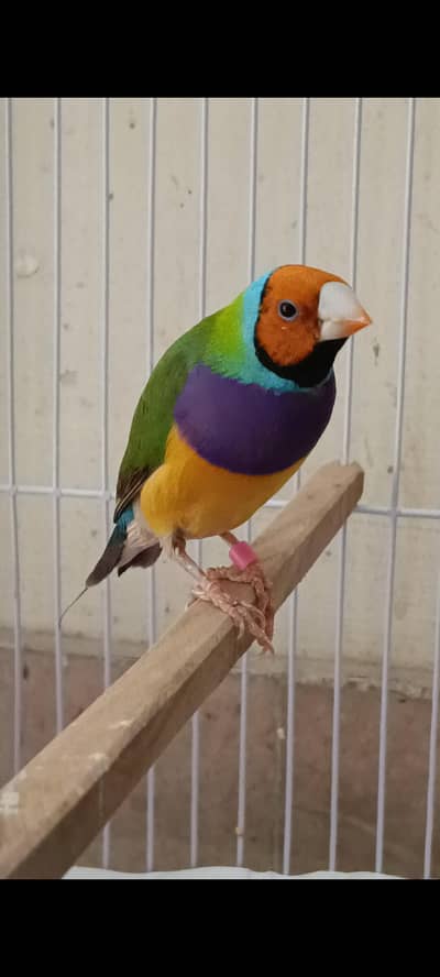 Goldian Finch (Male)