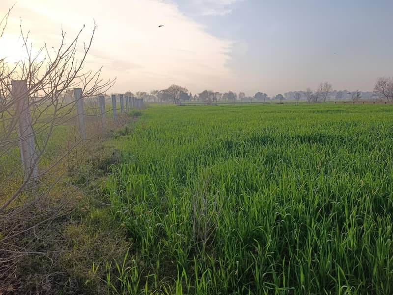 155مرلہ کارنرپلاٹ براۓ فرحت-کرتاپورروڈسیالکوٹ 12