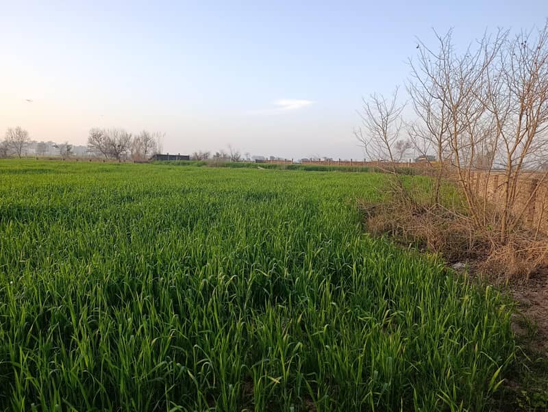 155مرلہ کارنرپلاٹ براۓ فرحت-کرتاپورروڈسیالکوٹ 13