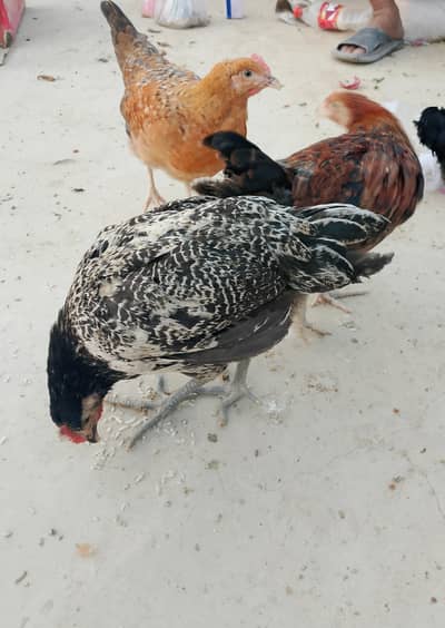 DESI MURGI | GHAR KI |